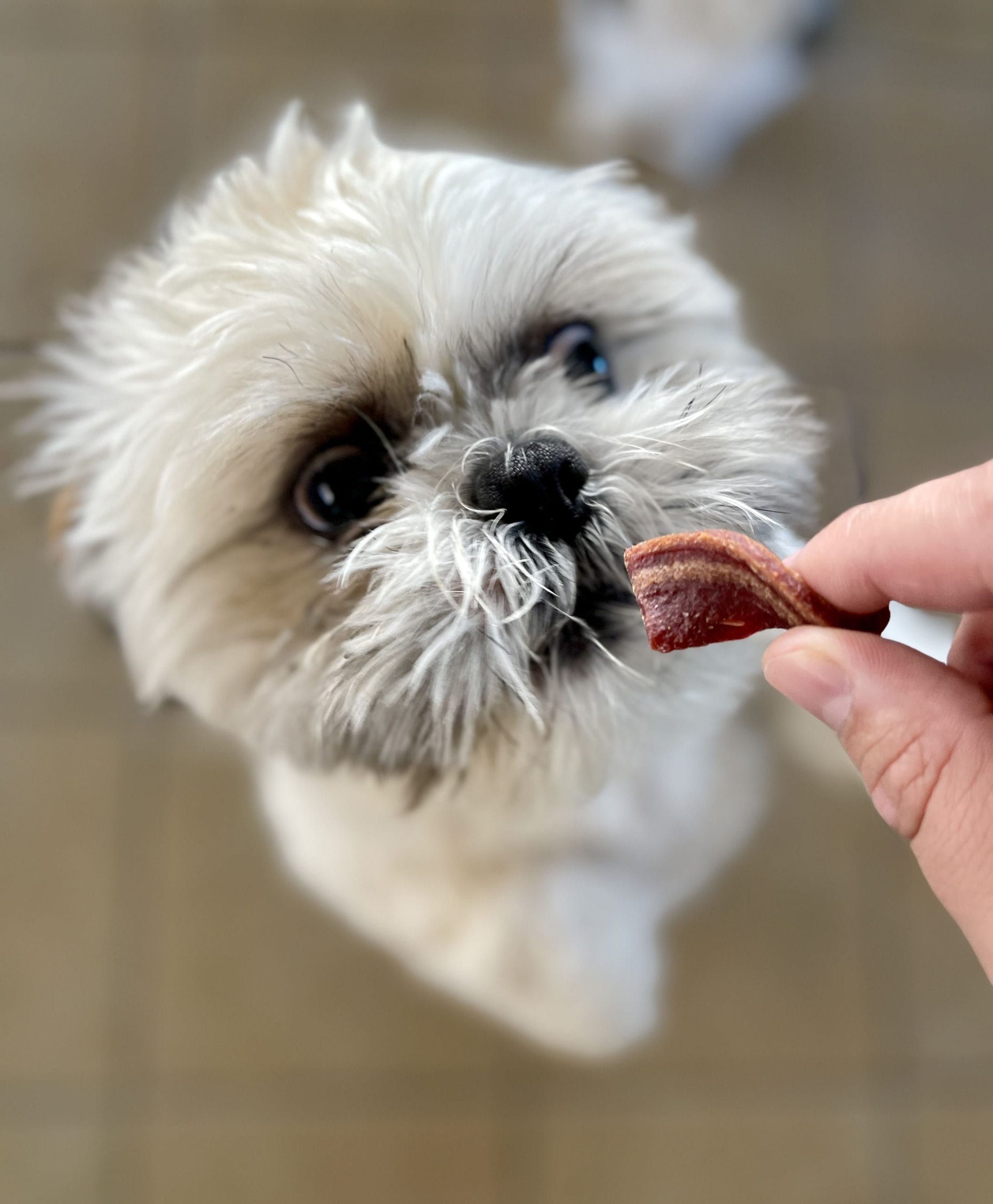 Alimentos proibidos para Shih Tzu